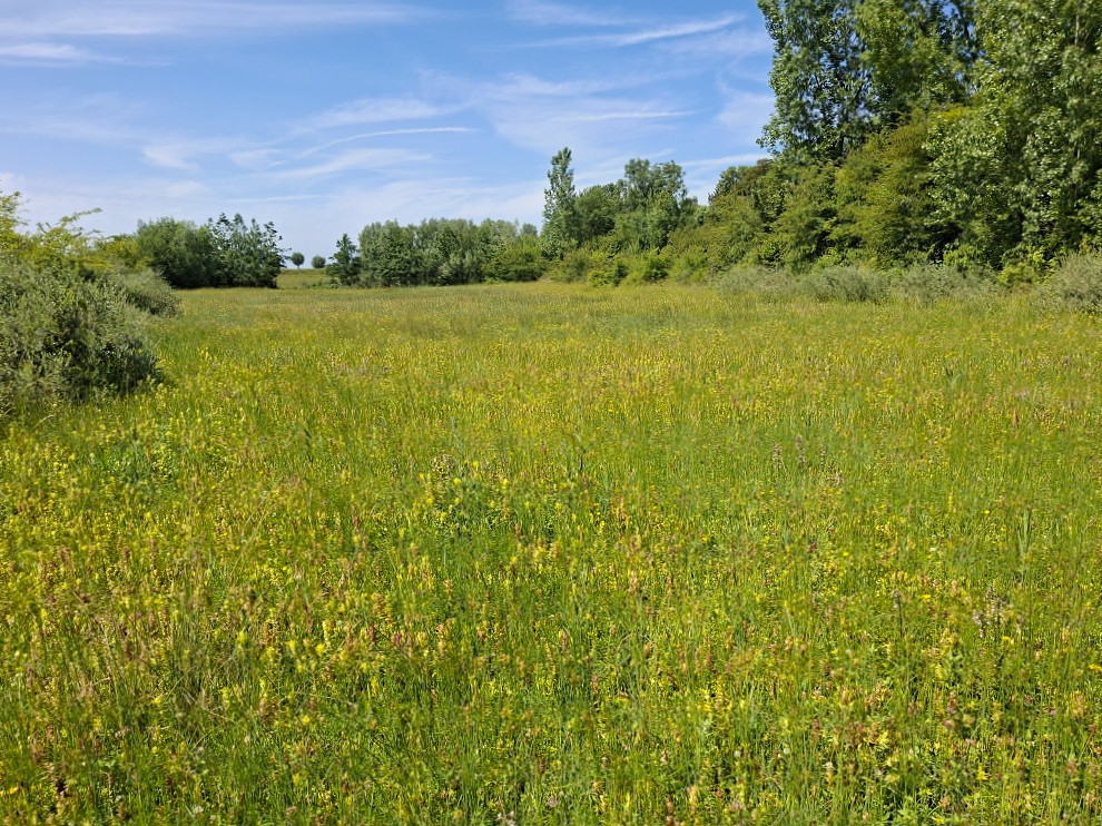 Tilburgsbos_noorderbos_kruidenland.jpg