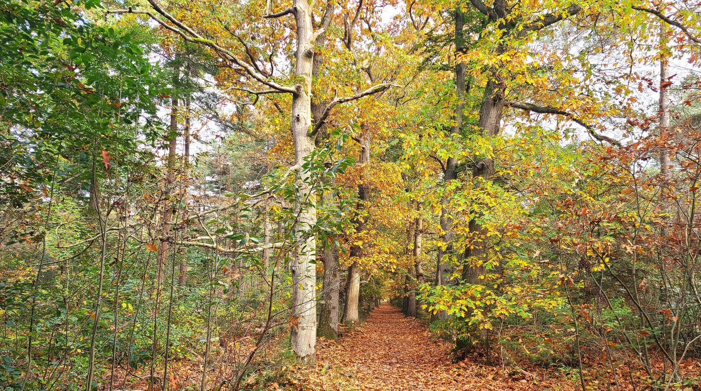 Het Tilburgbos