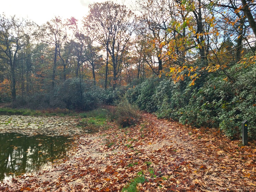 Tilburgsbos_herfst2025_1.jpg