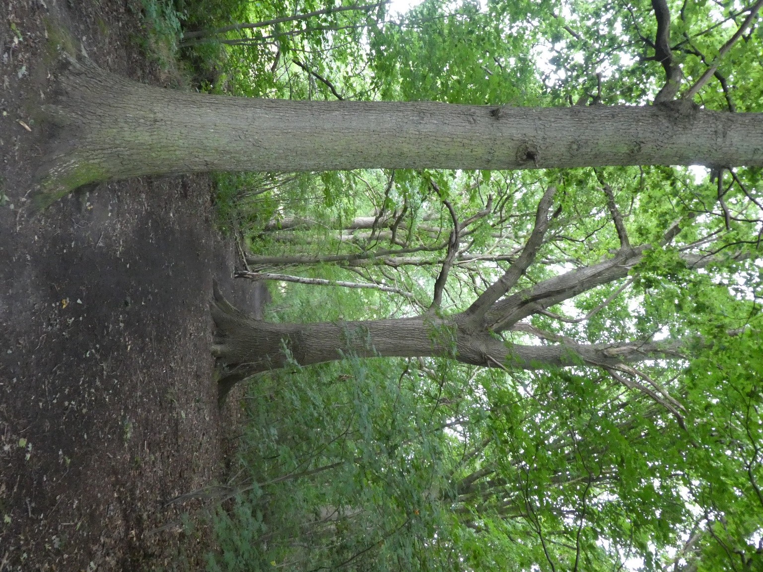 2022-01 Dunning bosgebied De Blaak-3.jpg