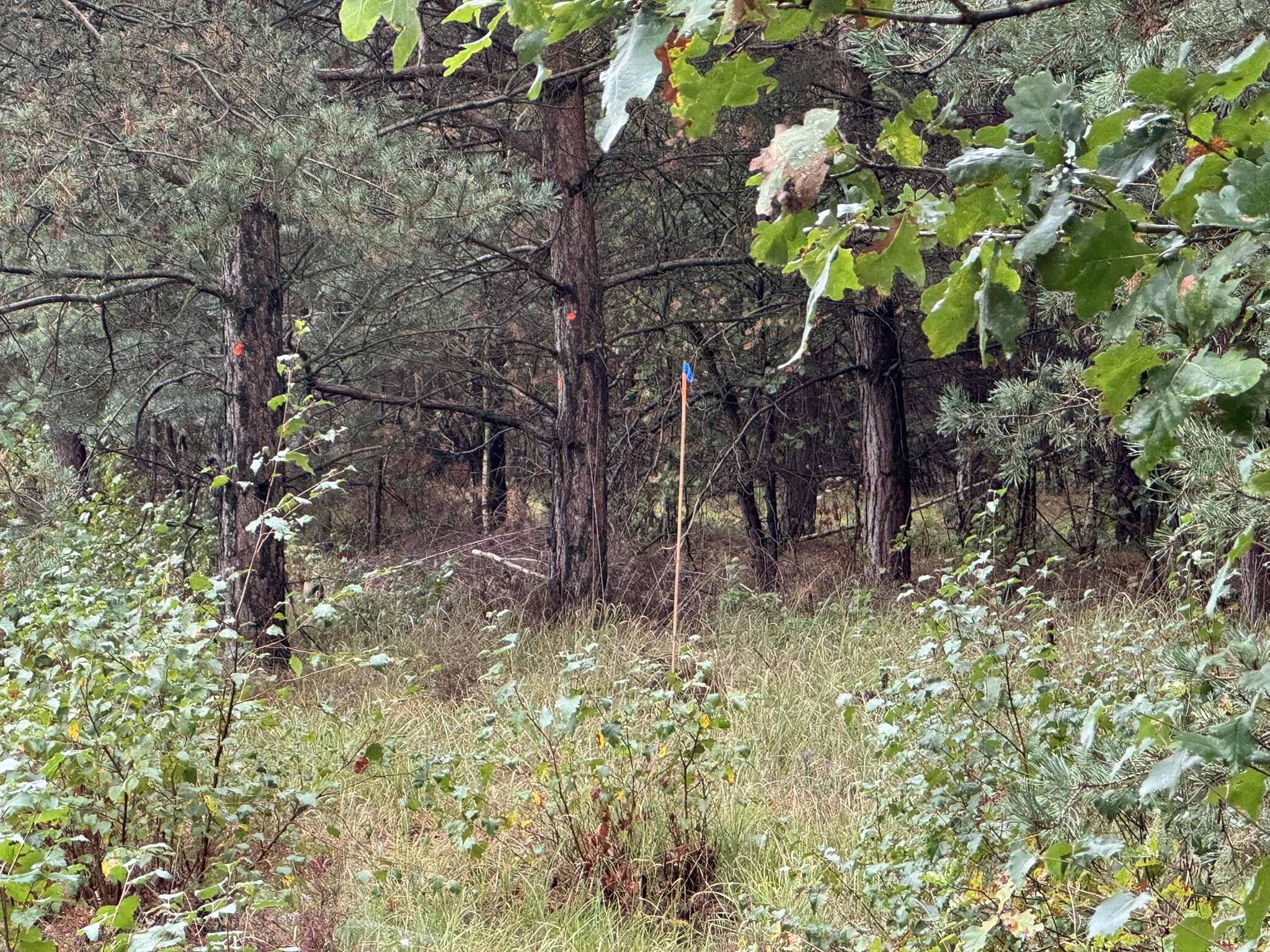 IMG_6226.jpeg