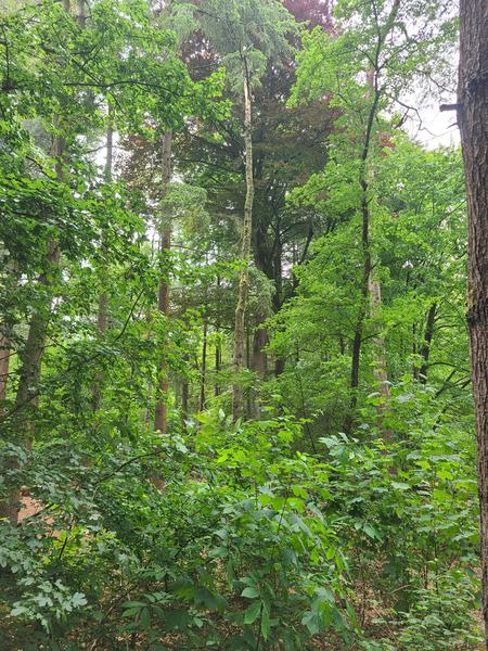 Stadsbosdag_ Tilburg_ Weijtmans0.jpg