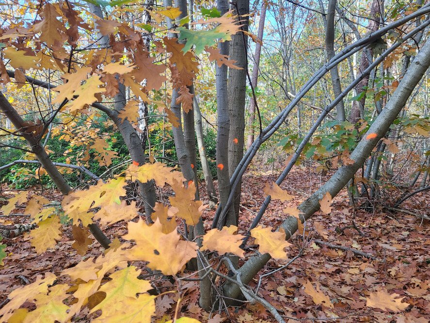 Tilburgsbos_herfst2025_7.jpg