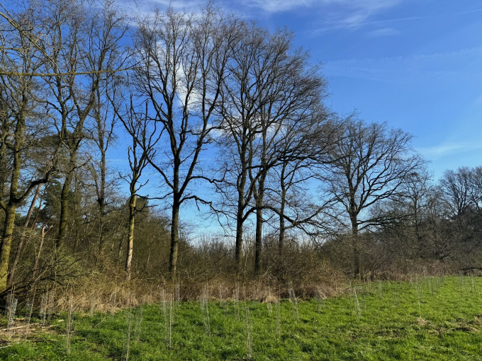 weijtmans_aanplant_tilburg.1.jpg