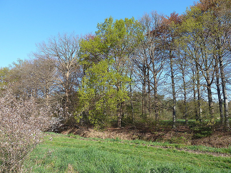 Noorderbos - Foto 6
