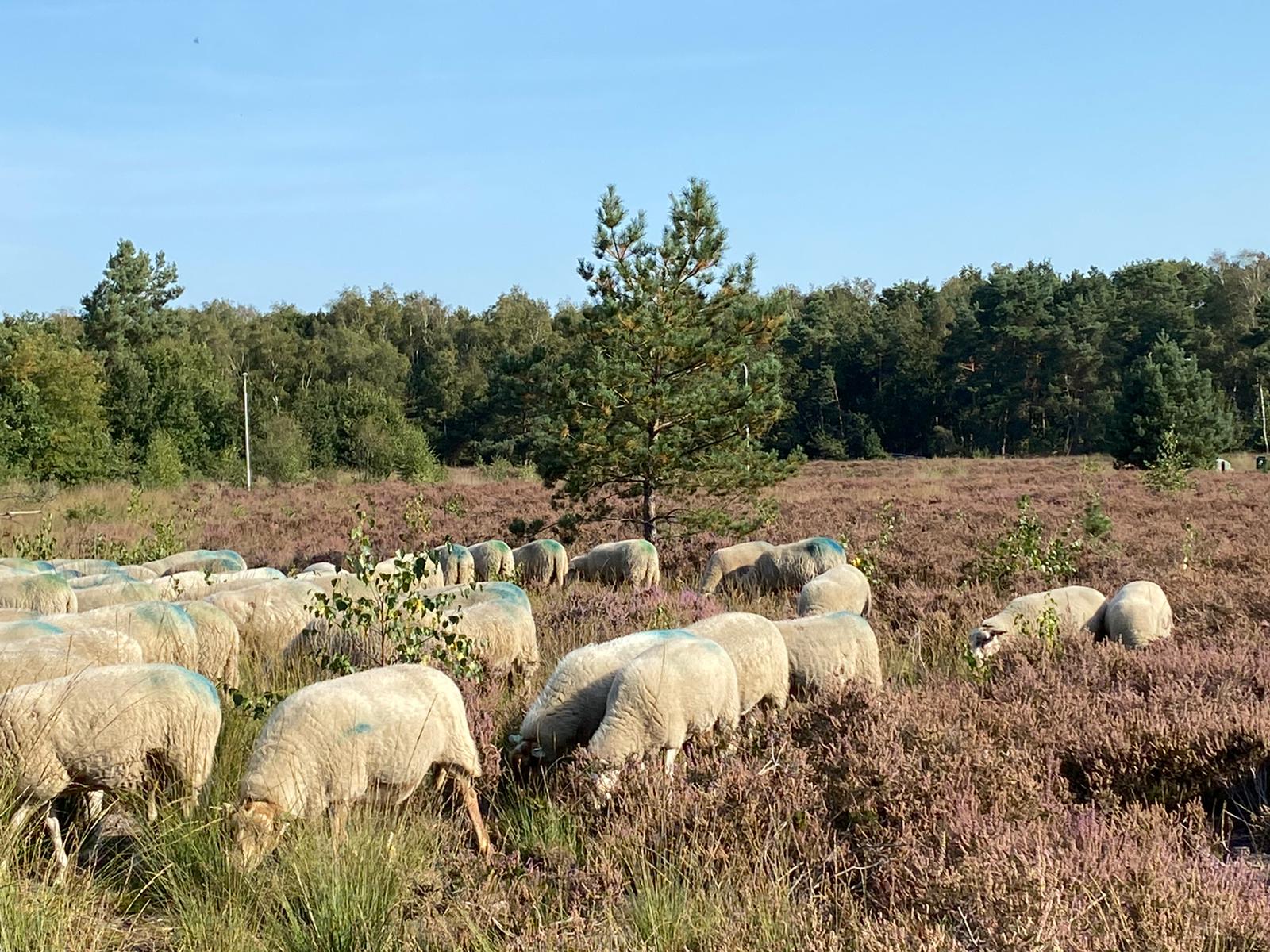 Schapen op De Gaas - Foto 4