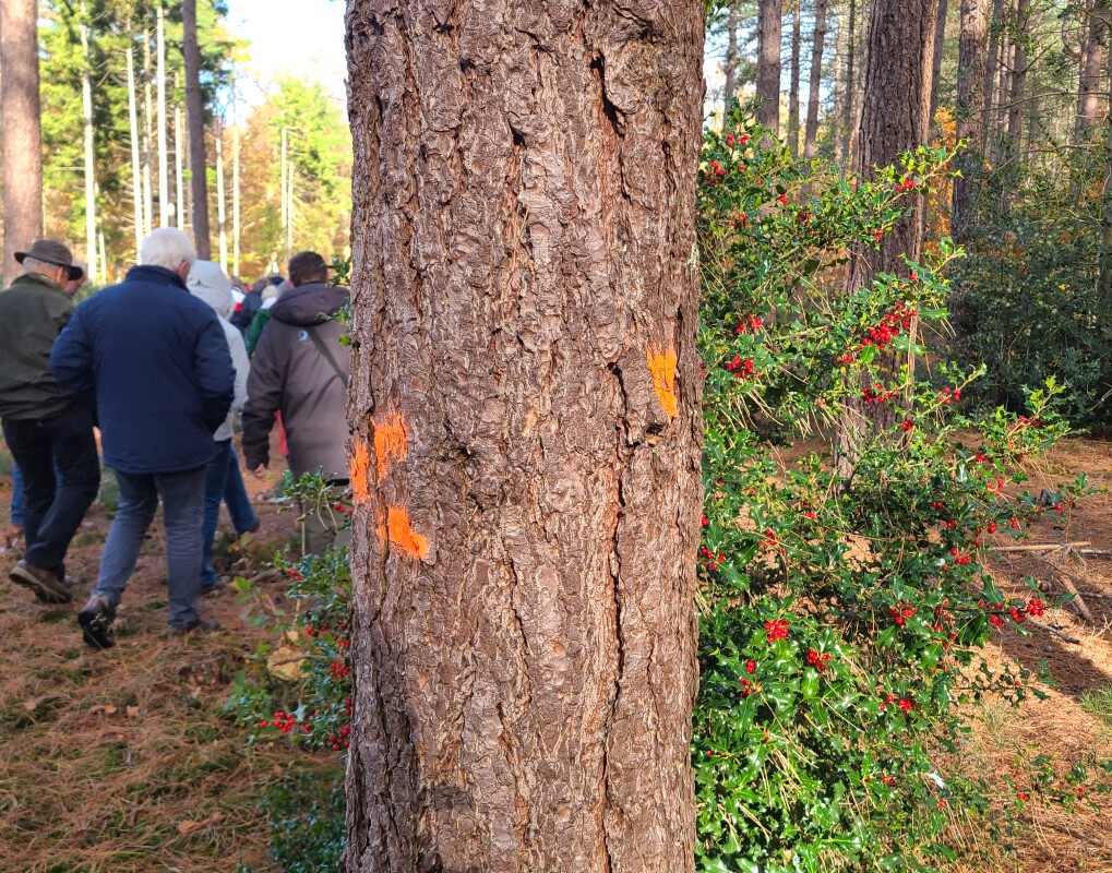 Bomen markeren in De Gaas en Reeshofbos