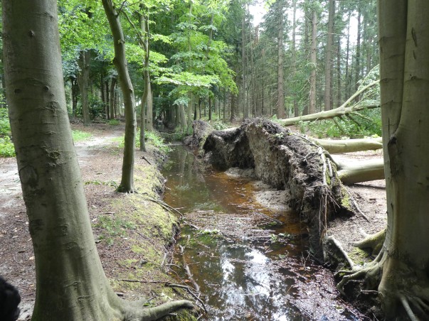 stormschade Tilburgse bossen