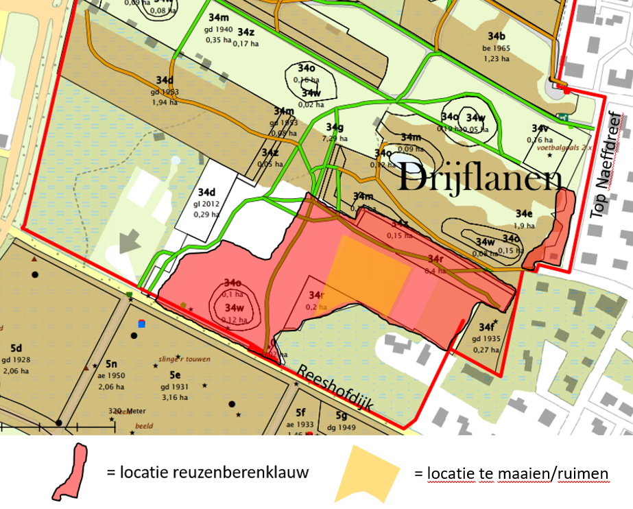 Tilburg_Drijflanen_bestijding_reuzenberenklauw.png