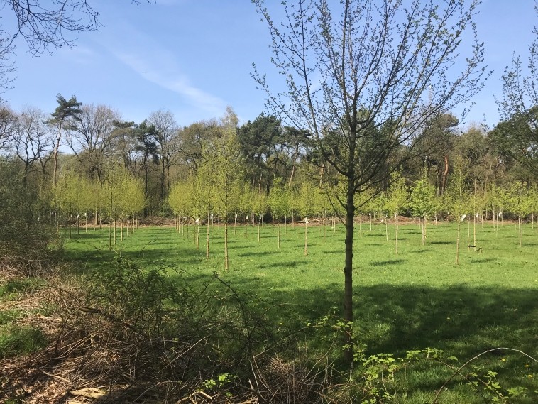 202201 Noorderbos Geboortebos 3.jpg