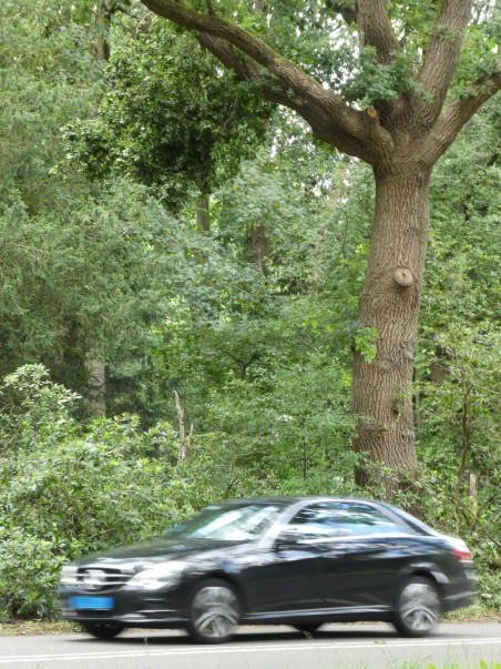 stormschade Tilburgse bossen - loshangende takken