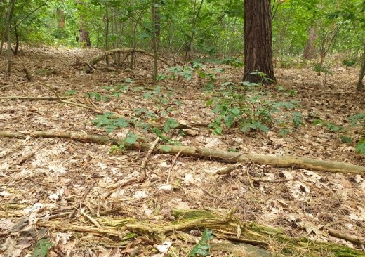 Dode bomen in Oude Warande