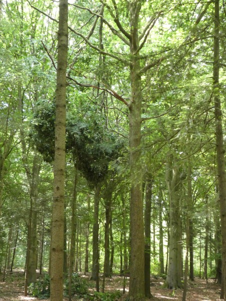 stormschade Tilburgse bossen - loshangende takken