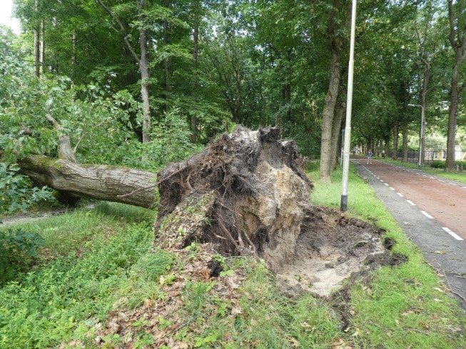 stormschade Tilburgse bossen