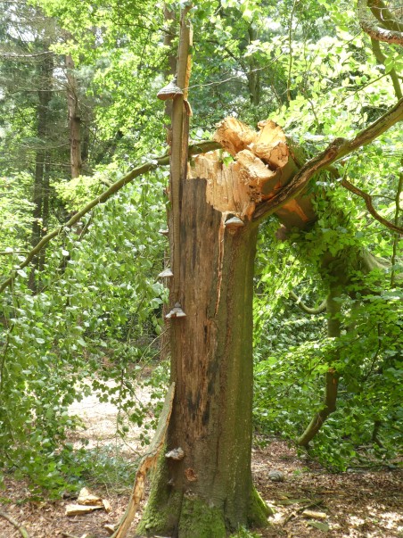 stormschade Tilburgse bossen - loshangende takken