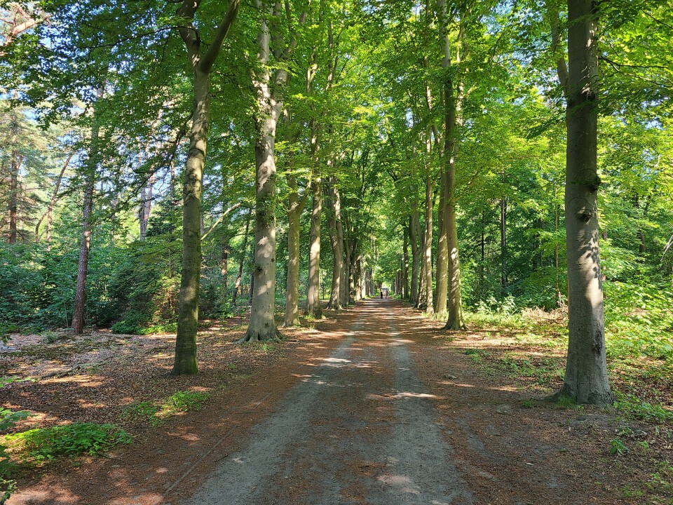 20250629_BCWarande12.jpg